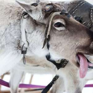 В гости к хаски и карельскому Деду Морозу Однодневный тур