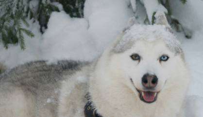 Новогодний пир у викингов в Историческом Парке Бастионъ 3 дня/2 ночи — изображение 5